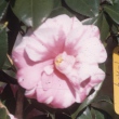Rosea Mundi Variegated